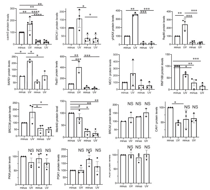 Figure 8—figure supplement 1.