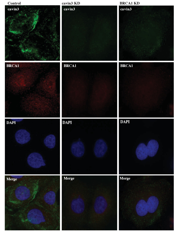 Figure 4—figure supplement 3.