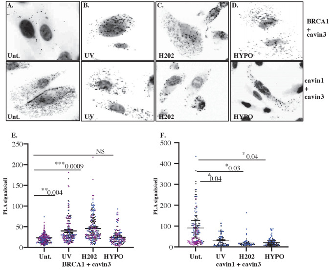 Figure 6—figure supplement 1.