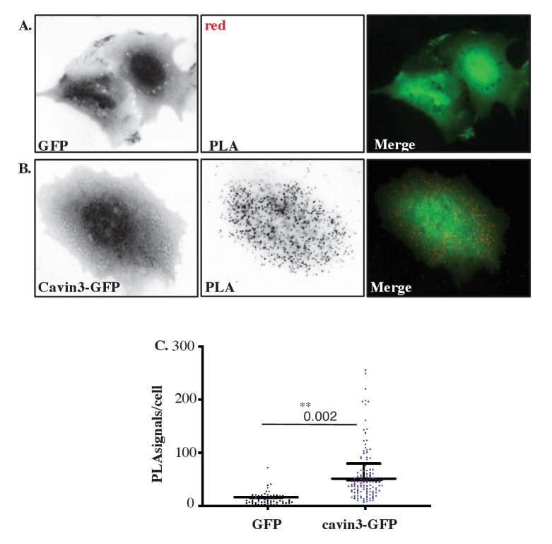 Figure 3—figure supplement 1.