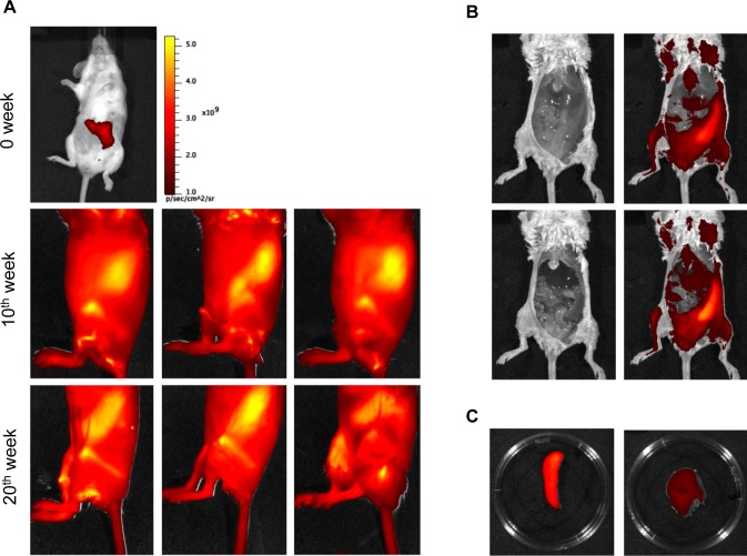 Fig 6