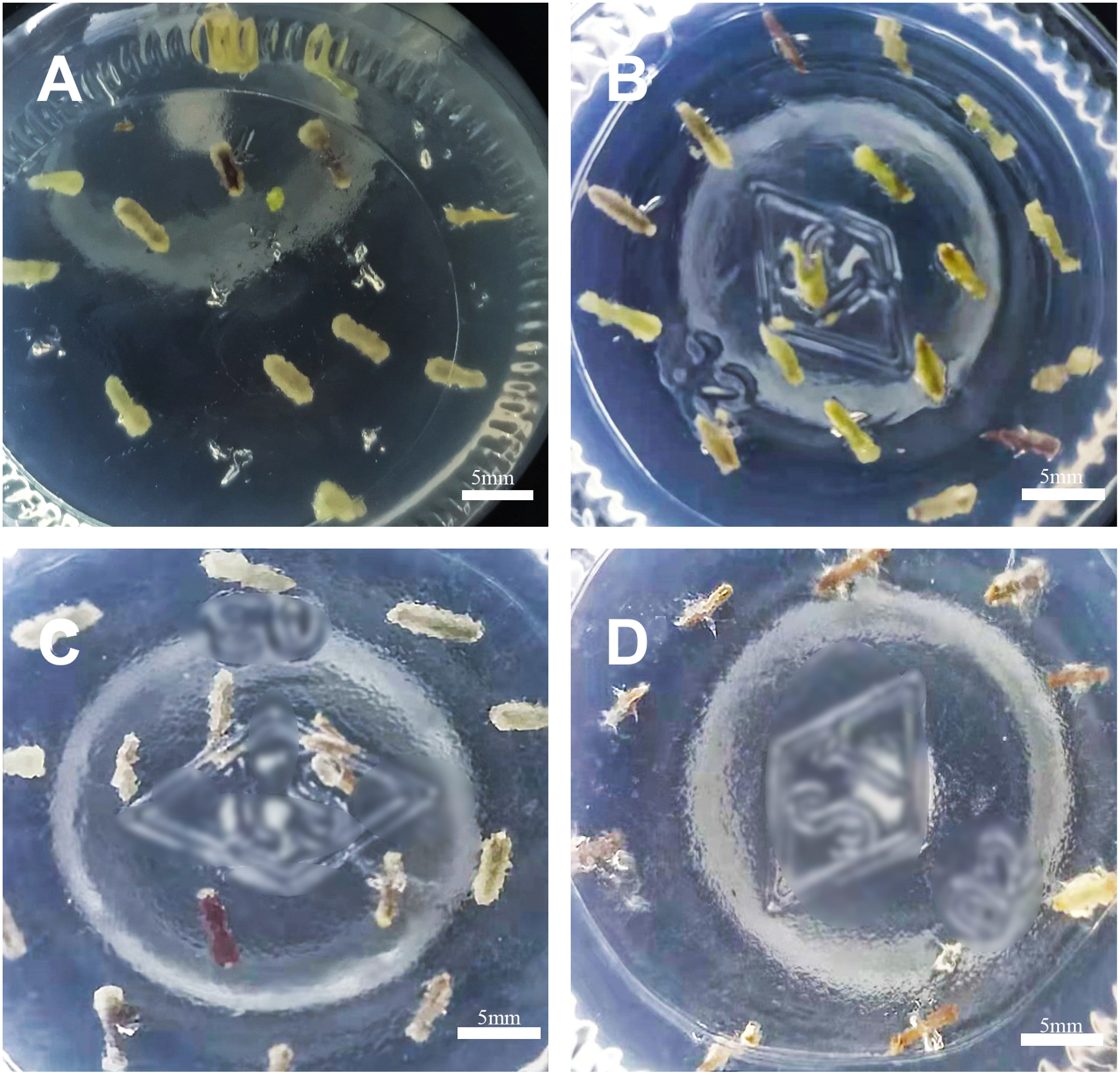 Figure 1. Effect of different hygromycin concentrations on the induction of callus in C. pilosula. (A) 0 mg l−1. (B) 1.0 mg l−1. (C) 1.5 mg l−1. (D) 2.0 mg l−1.