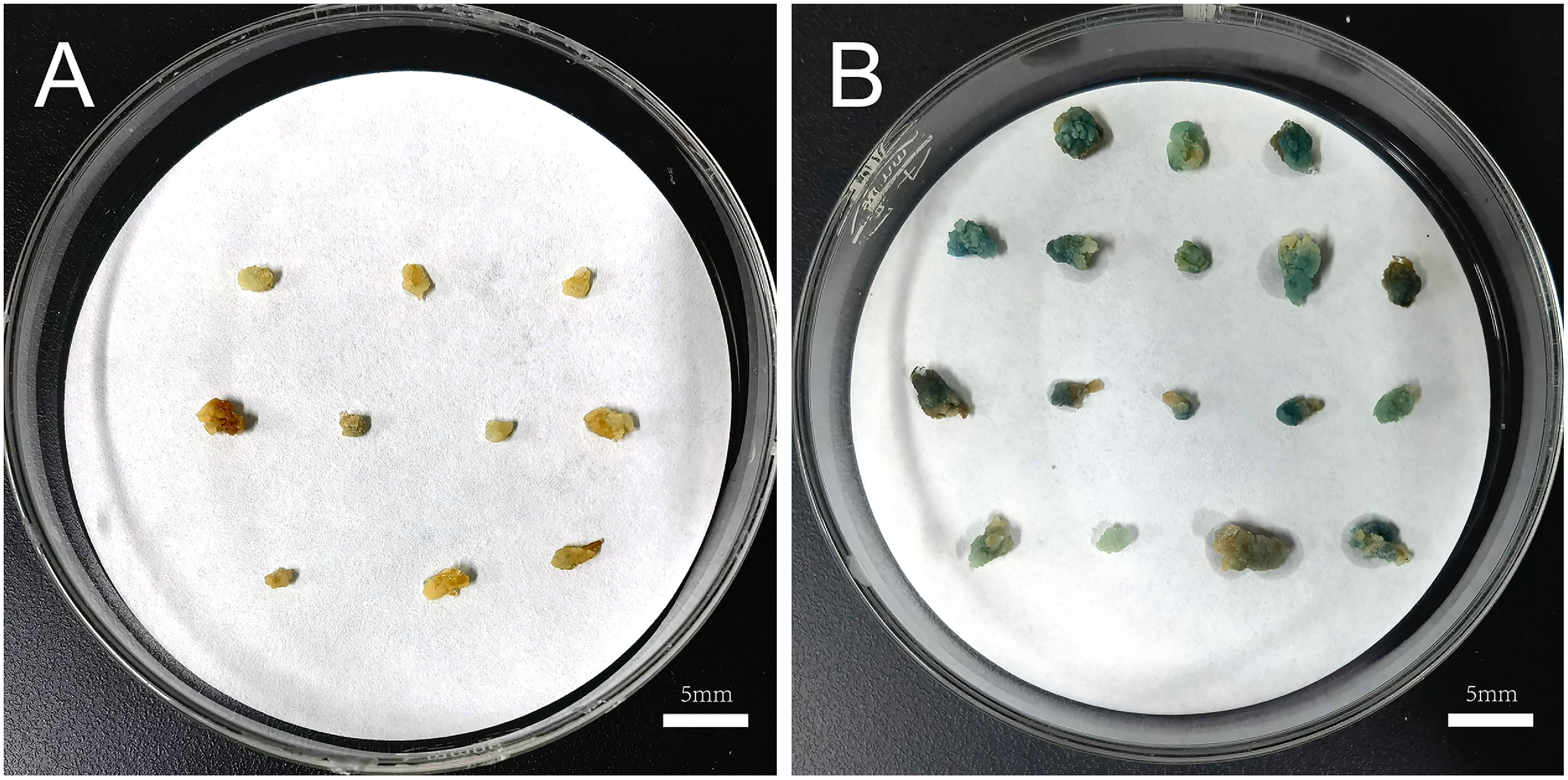 Figure 5. Validation of the transformation efficiency of the optimal callus genetic transformation system. (A) GUS activity in transformed calli infected by strain GV3101 harboring pCAMBIA1381-35S. (B) GUS activity in transformed calli infected by strain GV3101 harboring pCAMBIA1381-35S::GUS.