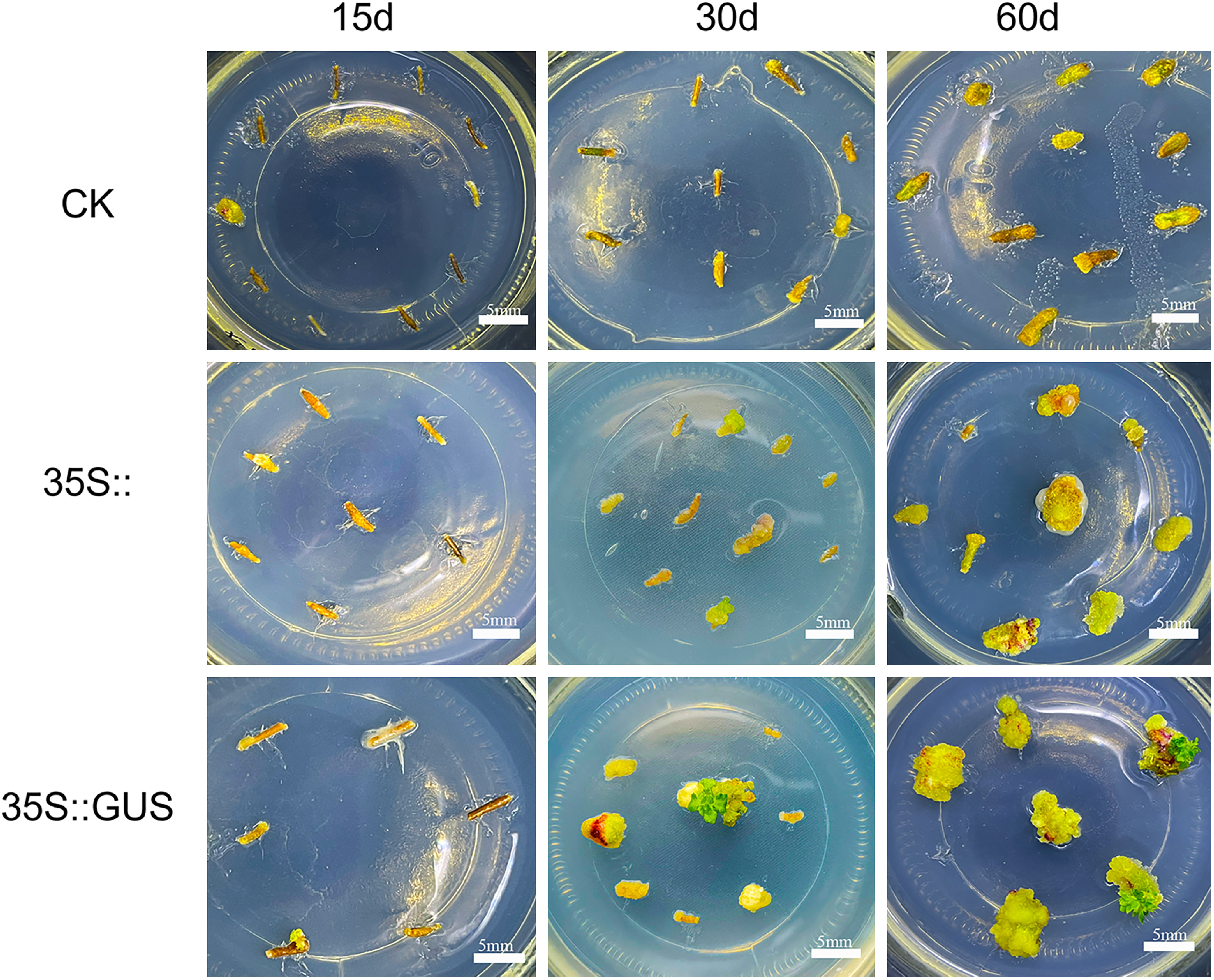 Figure 2. Callus of C. pilosula induced from stem explants at 15 days, 30 days, 60 days after infection by Agrobacterium tumefaciens GV3101 harboring pCAMBIA1381-35S and pCAMBIA1381-35S::GUS. The native GV3101 strain was used as control (CK).