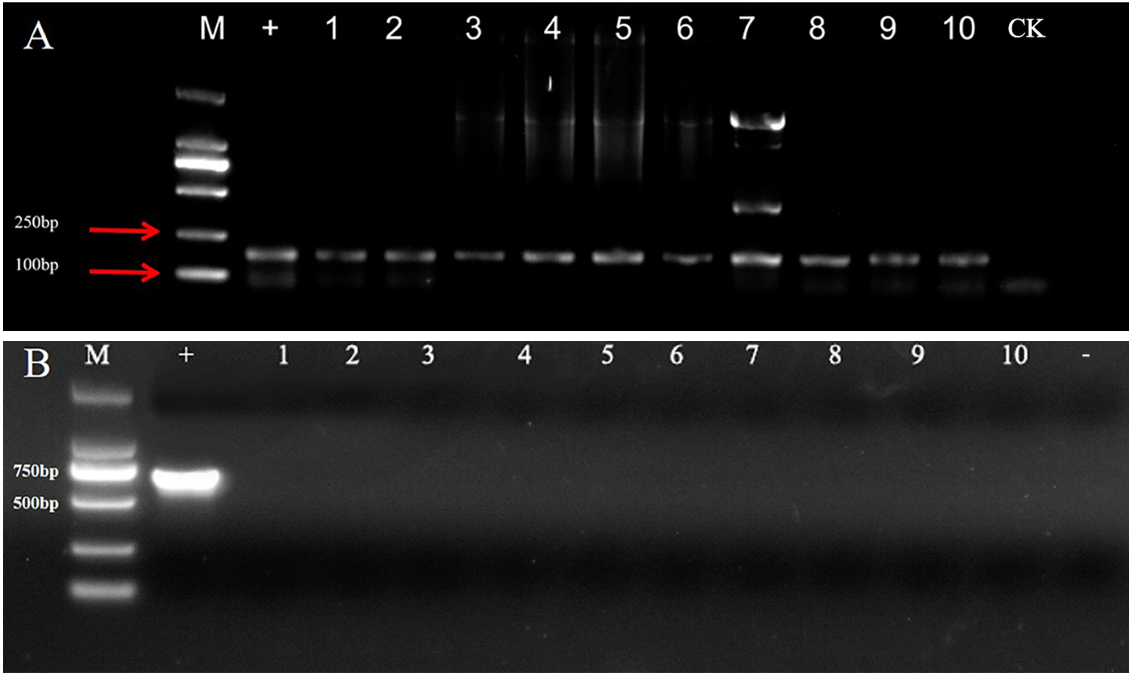 Figure 3. Molecular analysis of GUS gene (A) and the sequence outside the T-DNA region of the recombinant vector (B) in different transformed calli of C. pilosula. M, 2,000 bp DNA Marker; −, negative control; +, bacteria harboring plasmid pCAMBIA1381-35S::GUS; CK, callus lines transformed with pCAMBIA1381-35S; 1–10, callus lines transformed with pCAMBIA1381-35S::GUS.