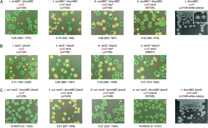 Figure 4.—