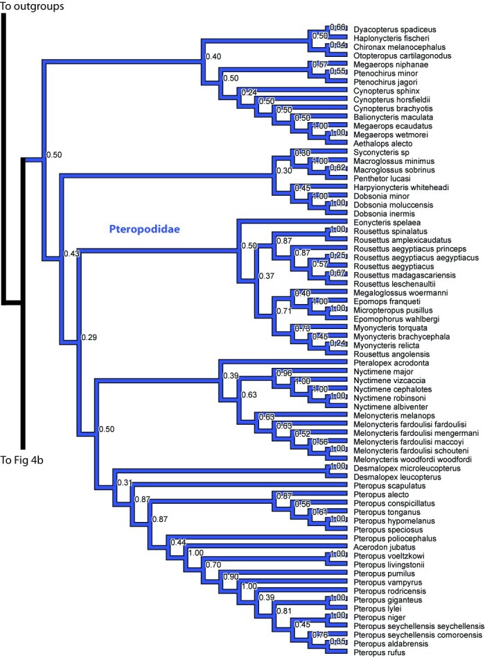 A time-calibrated species-level phylogeny of bats (Chiroptera, Mammalia ...