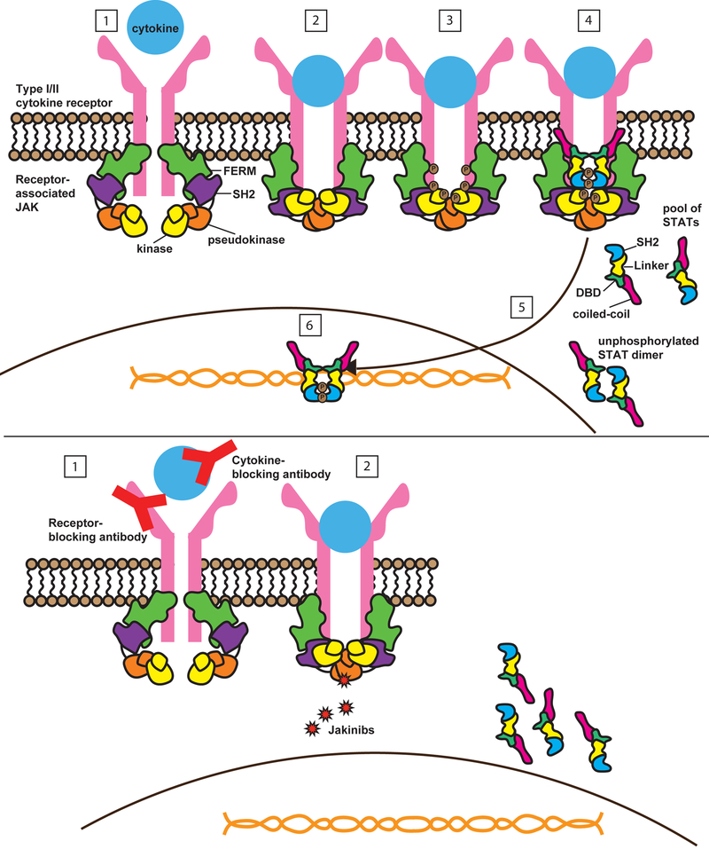 Figure 1: