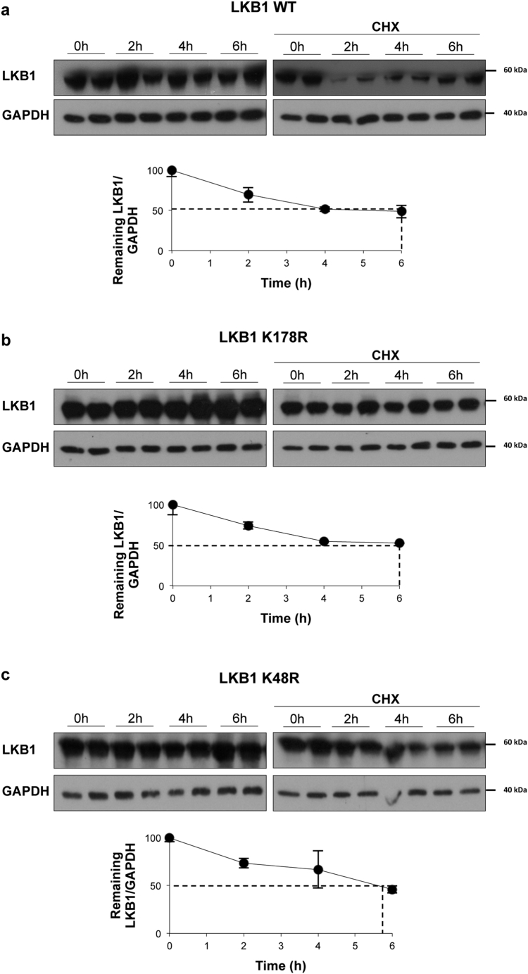 Supplemental Fig. 6