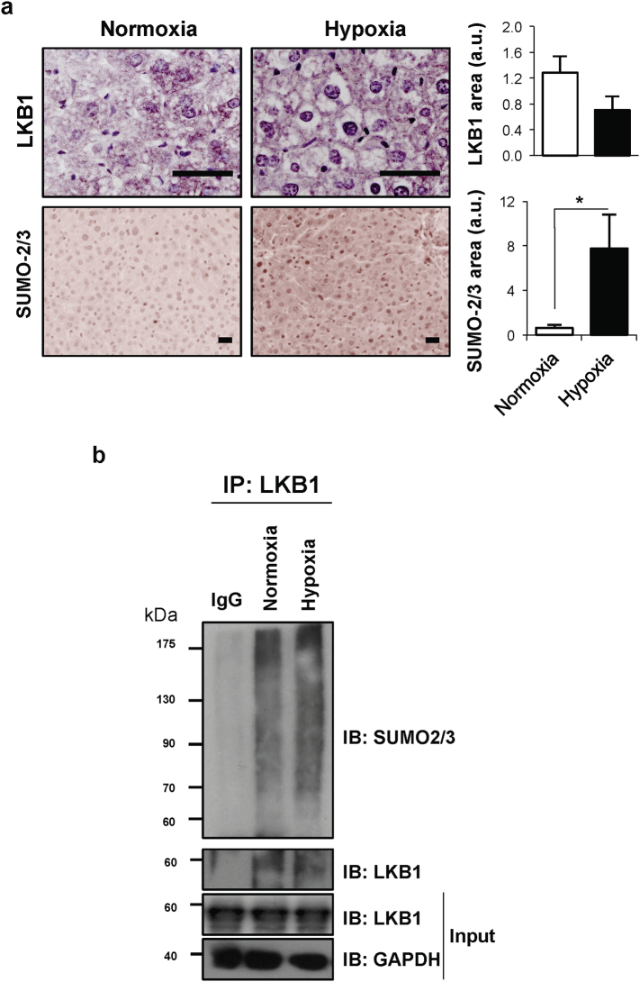 Supplemental Fig. 3