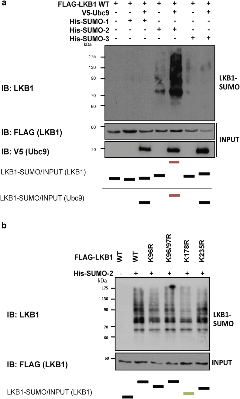 Supplemental Fig. 4