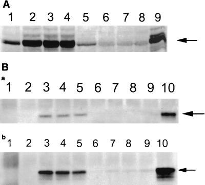 FIG. 5.