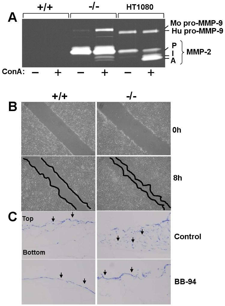 Fig. 6