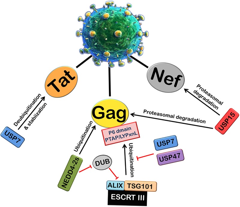 FIGURE 3