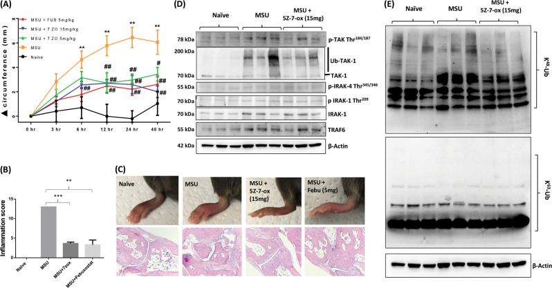 Fig. 6