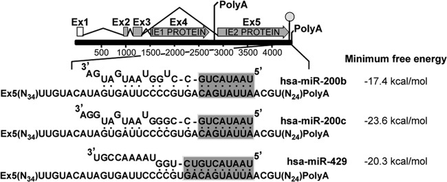 FIG 1