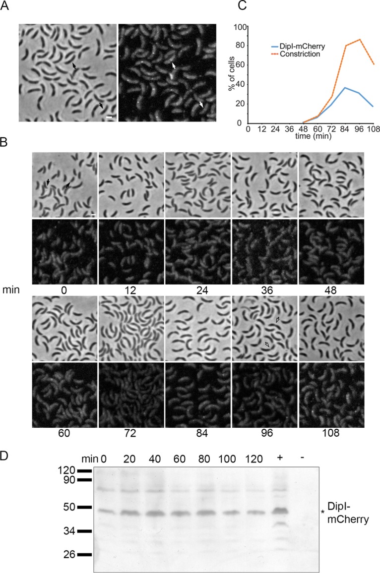 FIG 2