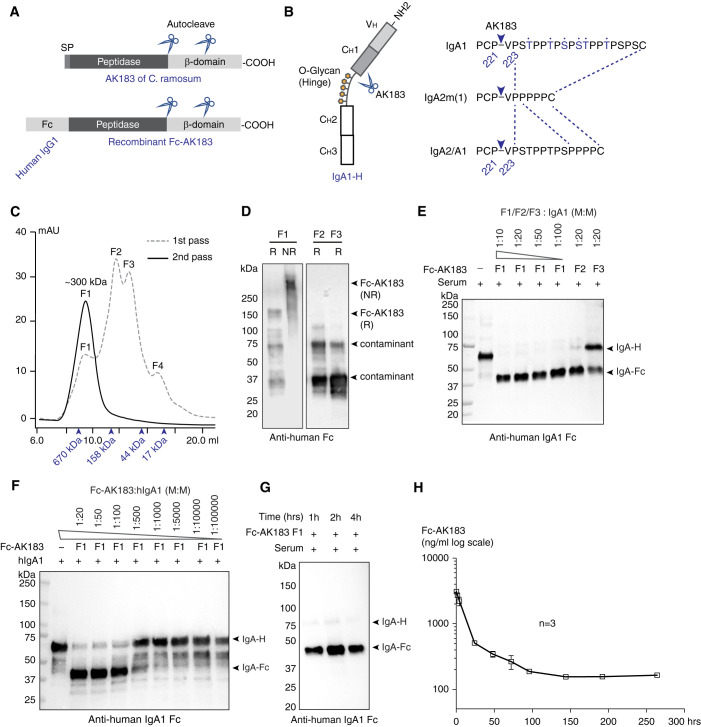 Chimeric Fusion between Clostridium Ramosum IgA Protease and IgG Fc ...