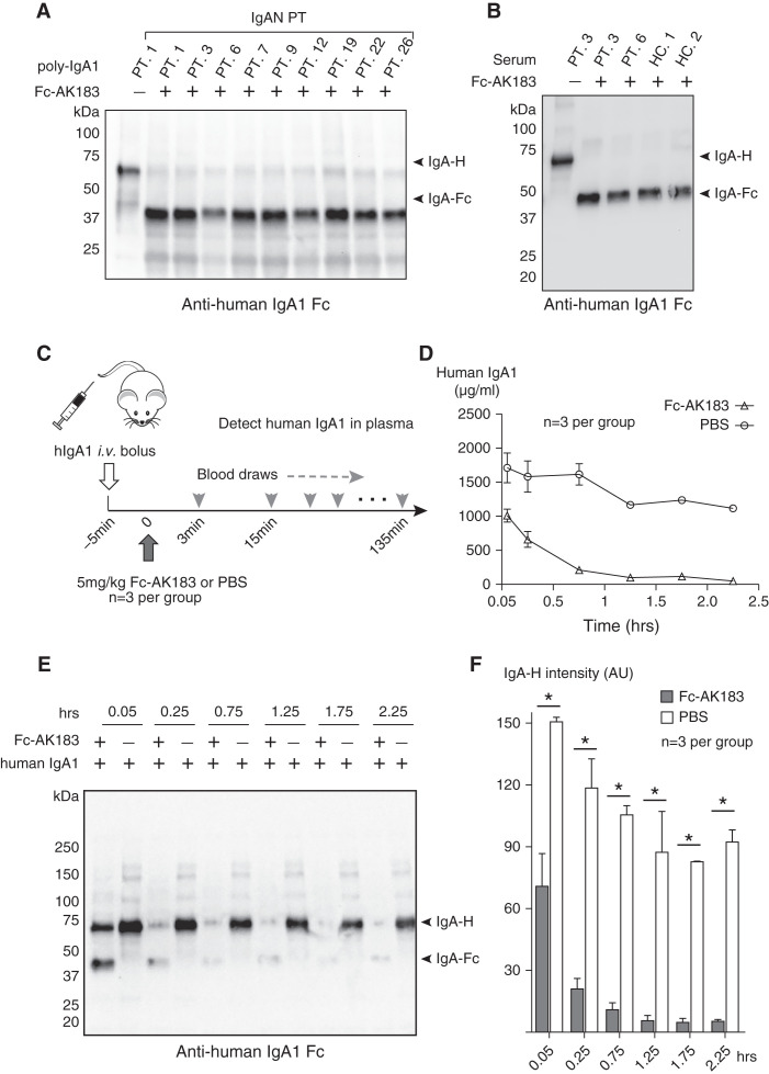 Chimeric Fusion between Clostridium Ramosum IgA Protease and IgG Fc ...