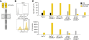 Figure 3. 4C8 CAR T cells selectively kill Tn-expressing cancer cells in vitro. A, Illustration of the construct design of the 4C8CARs: A single scFv domain derived from 4C8 was joined via the hinge region of CD8 to the transmembrane and intracellular signaling domain of CD28, and finally the intracellular signaling domain of CD3ζ. B, Histograms of flow cytometry data showing 4C8 CAR-positive cell populations in non-transduced (NTD) or transduced T cells. C, NTD, 4C8 CAR T cells, or CD19 CAR T cells were placed in co-cultures with various target cells, and the target cell viability and the production of IFNγ was measured.
