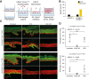 Figure 5. 4C8 CAR T cells show selective killing in organotypic skin tumor model. A, Illustration of the experimental setup and production of organotypic skin tumor models. B, In vitro cytotoxicity of 4C8 CAR T cells against wild-type and COSMC-deficient N/TERT-1 cells. C, Immunofluorescence micrographs of sectioned organotypic models stained for Tn-antigen (green) and CD44 (red) or keratin 10 (green) and keratin 5 (red). D, Graphs quantifying the percentage of Tn-positive hRasKI Core 1KO keratinocytes in the skin model (n = 5). *, P < 0.05; **, P < 0.01.