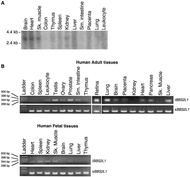 Figure  2 