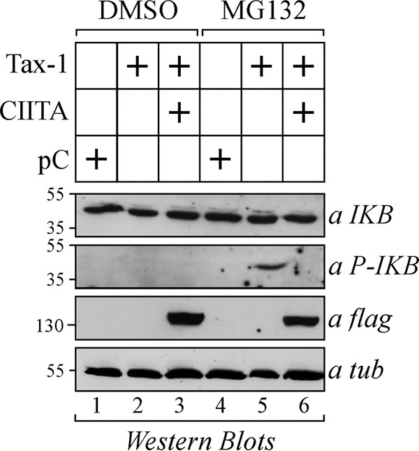 FIG 11