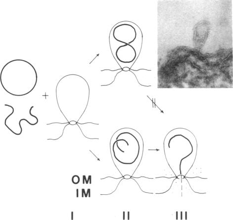 graphic file with name pnas00648-0204-a.jpg