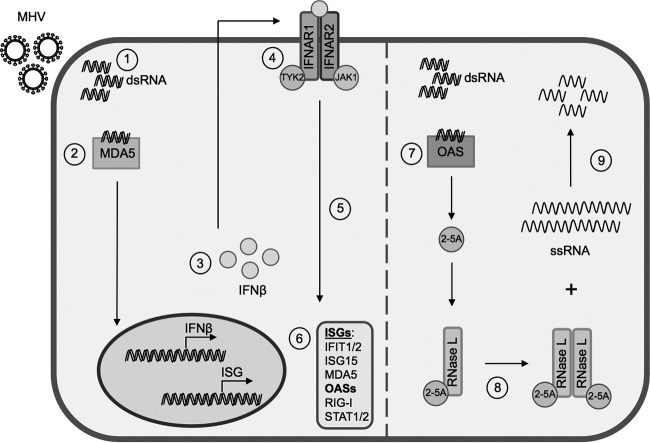 FIG 1