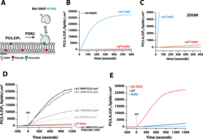 Figure 5—figure supplement 2.