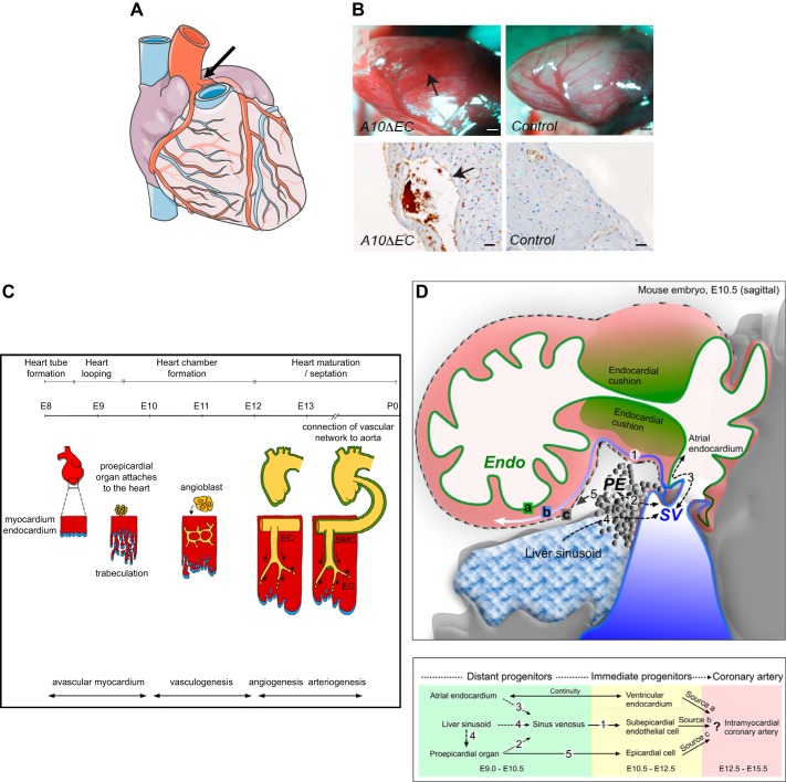 FIGURE 12.