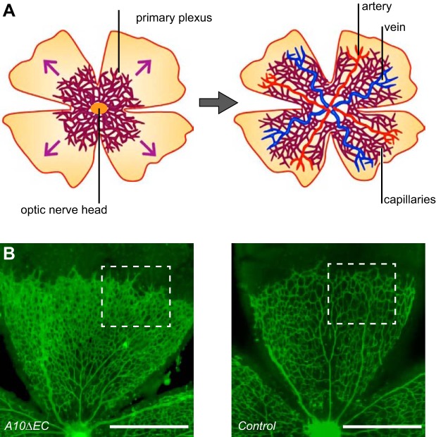 FIGURE 17.