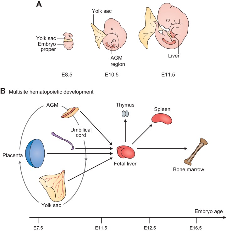 FIGURE 19.