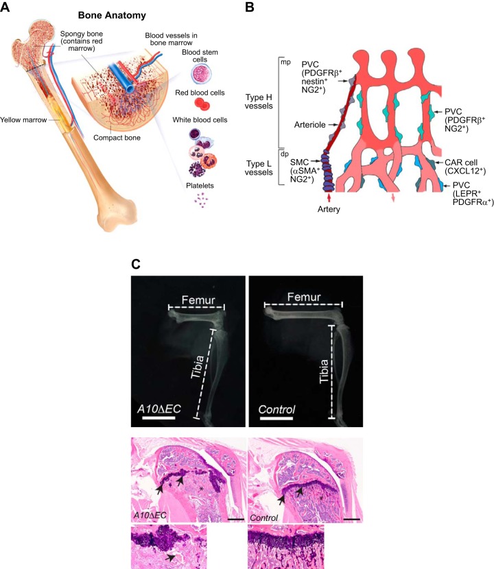 FIGURE 16.