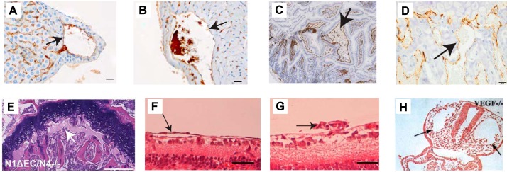 FIGURE 20.