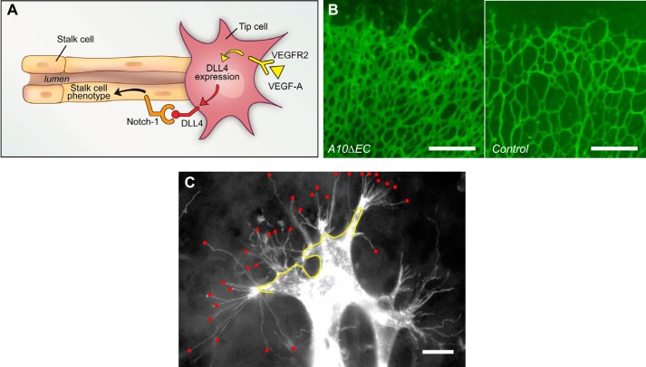 FIGURE 2.