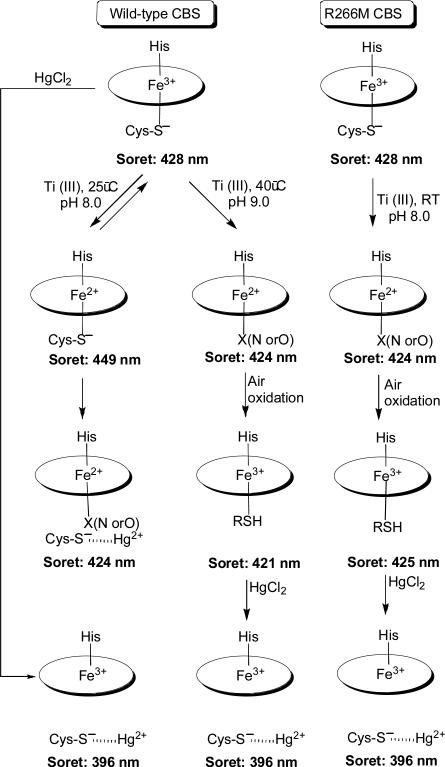 Scheme I