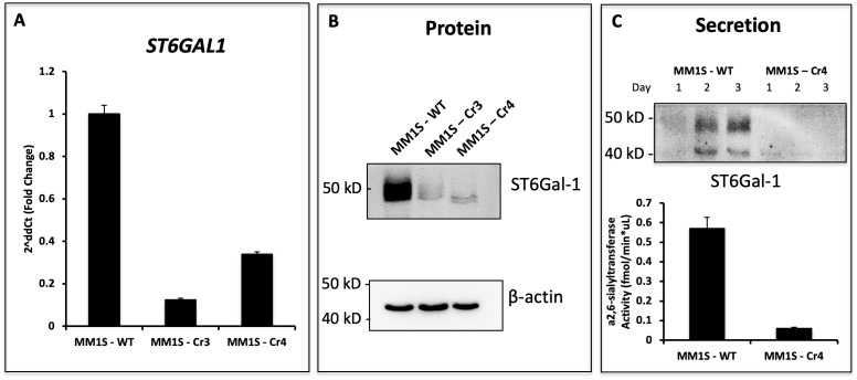 Figure 3—figure supplement 1.