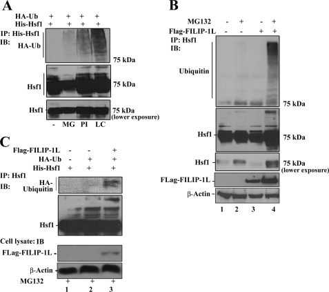 FIGURE 7.