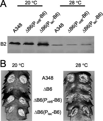 FIG. 5.