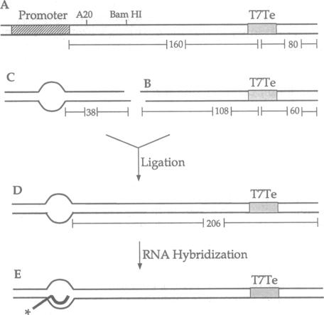 graphic file with name pnas01142-0353-a.jpg