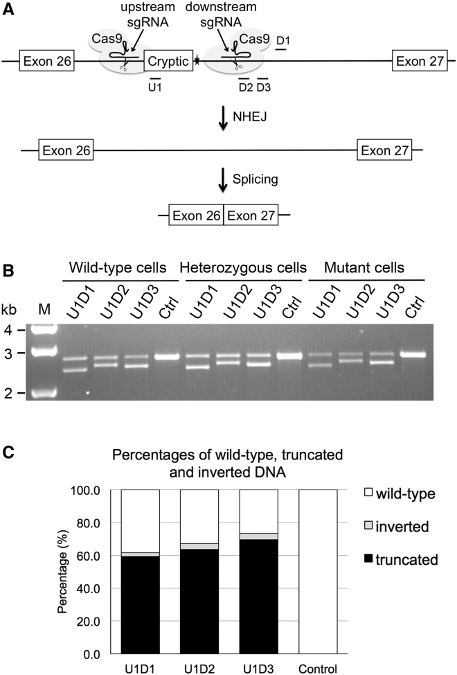 Figure 2