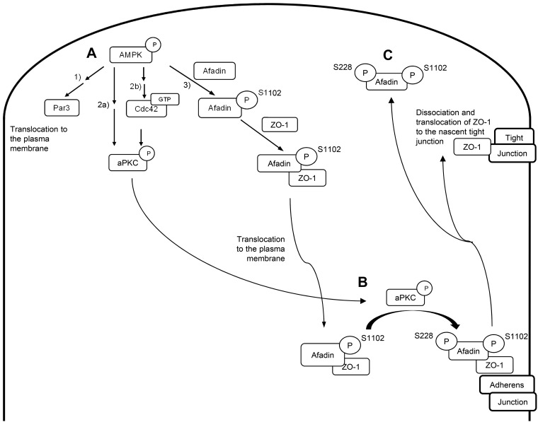 Fig. 8.