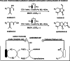 Scheme 2