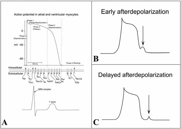 Fig. (1). Action potential in non-pacemaker cardiomyocytes.