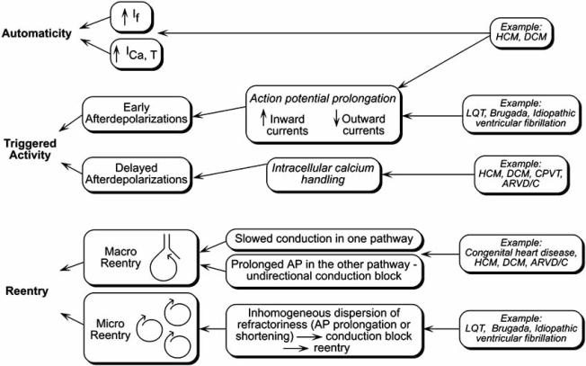 Fig. (3). Cellular mechanisms of arrhythmias.