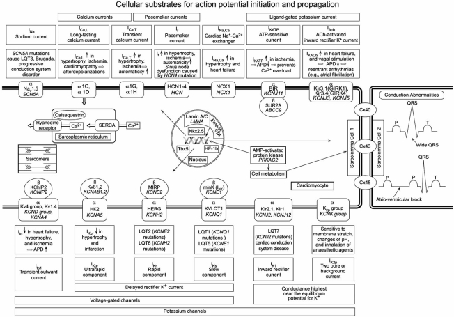 Fig. (2). Cellular substrates for action potential initiation and propagation.