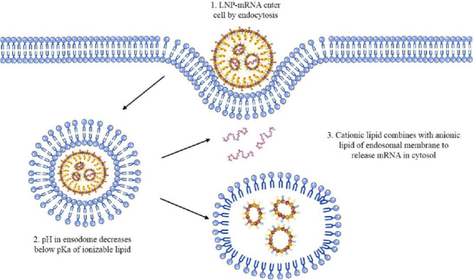 Image, graphical abstract