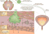Figure 26