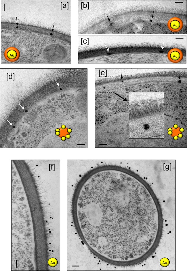 FIG 2 